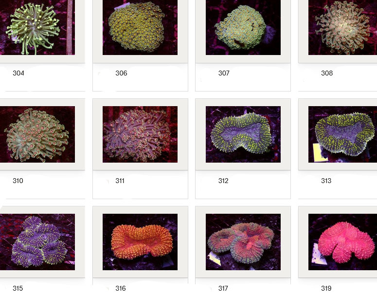 Kupang Corals