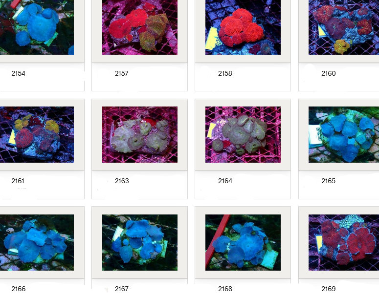 Kupang Corals
