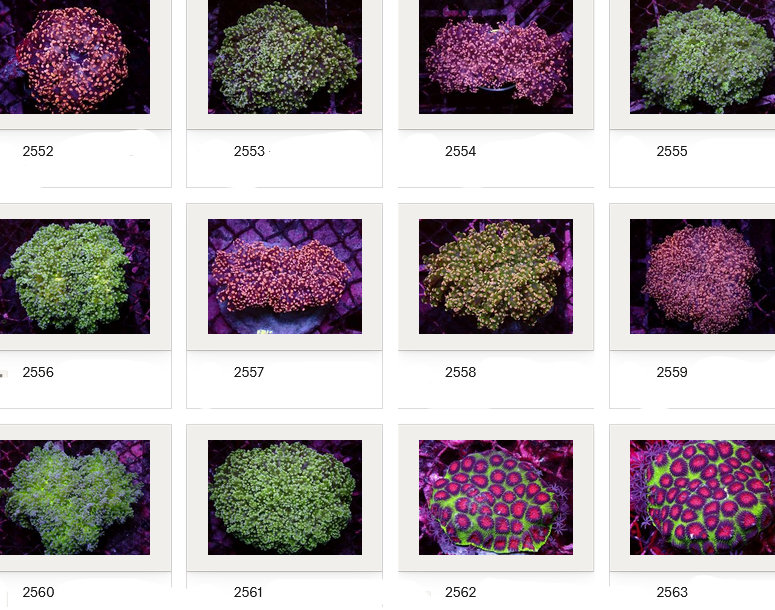 Kupang Corals