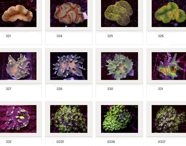 Kupang Corals