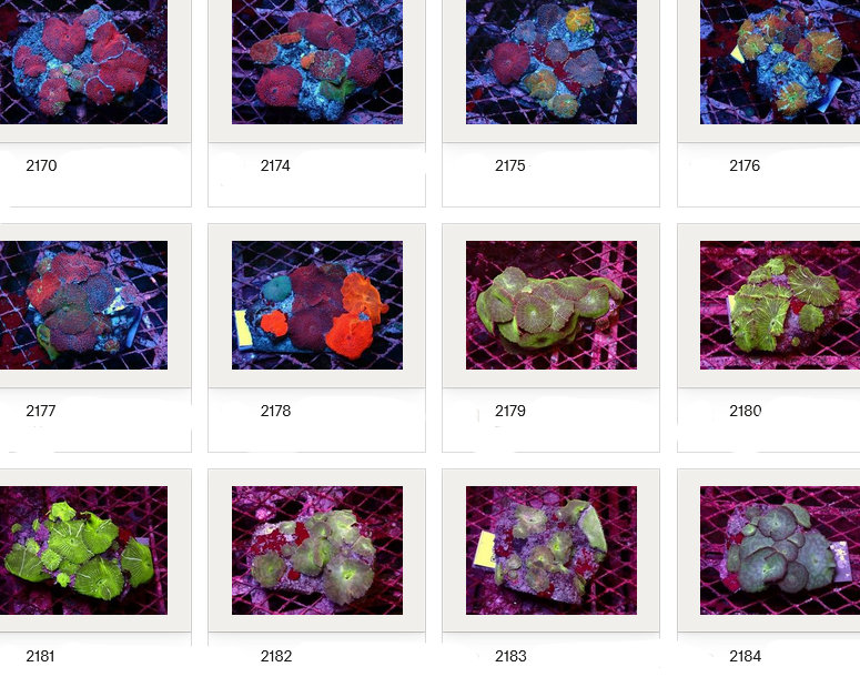 Kupang Corals