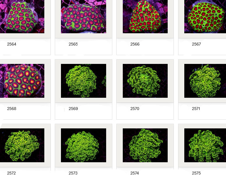 Kupang Corals