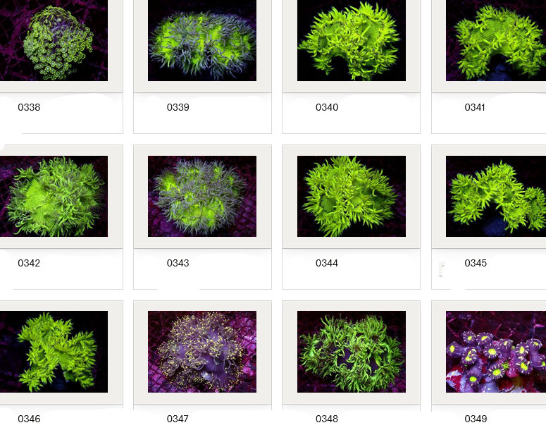 Kupang Corals