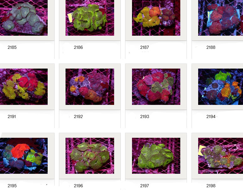 Kupang Corals