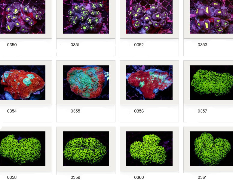 Kupang Corals