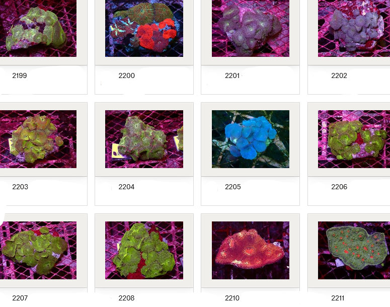 Kupang Corals