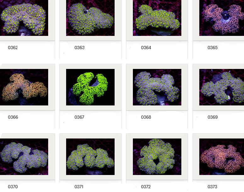 Kupang Corals
