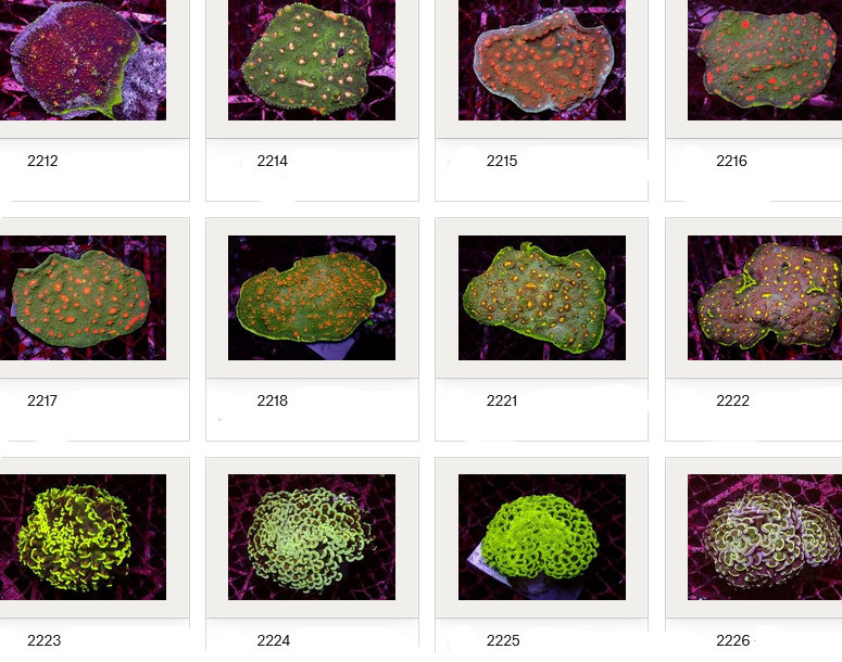 Kupang Corals