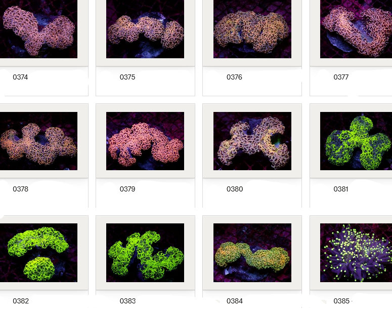 Kupang Corals