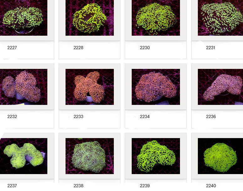 Kupang Corals