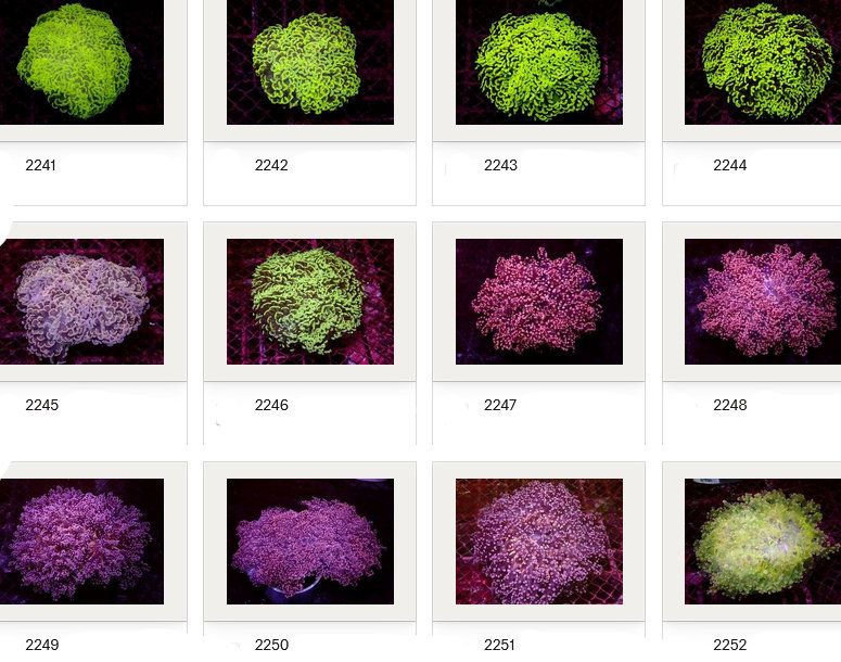 Kupang Corals