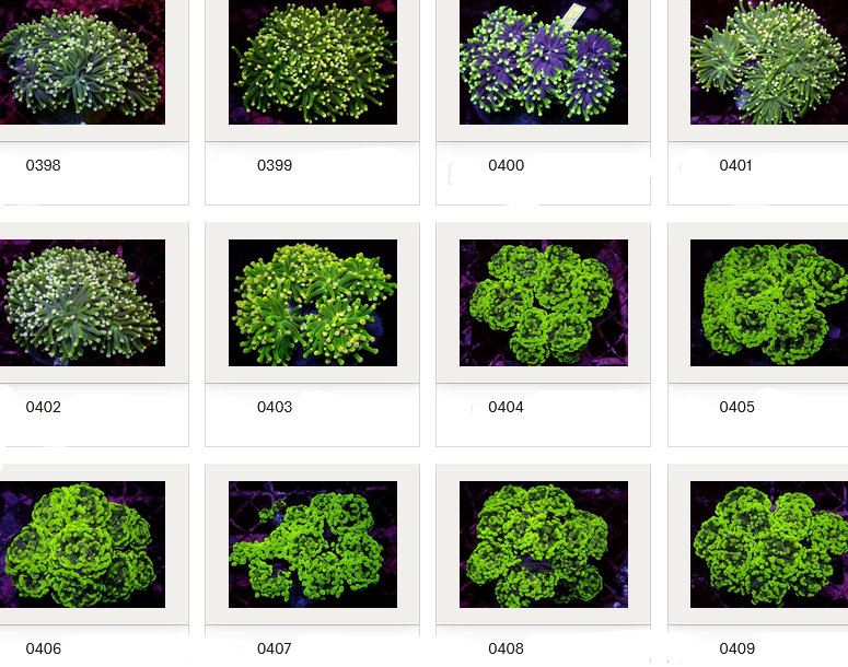 Kupang Corals