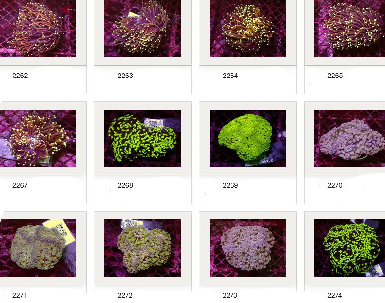 Kupang Corals