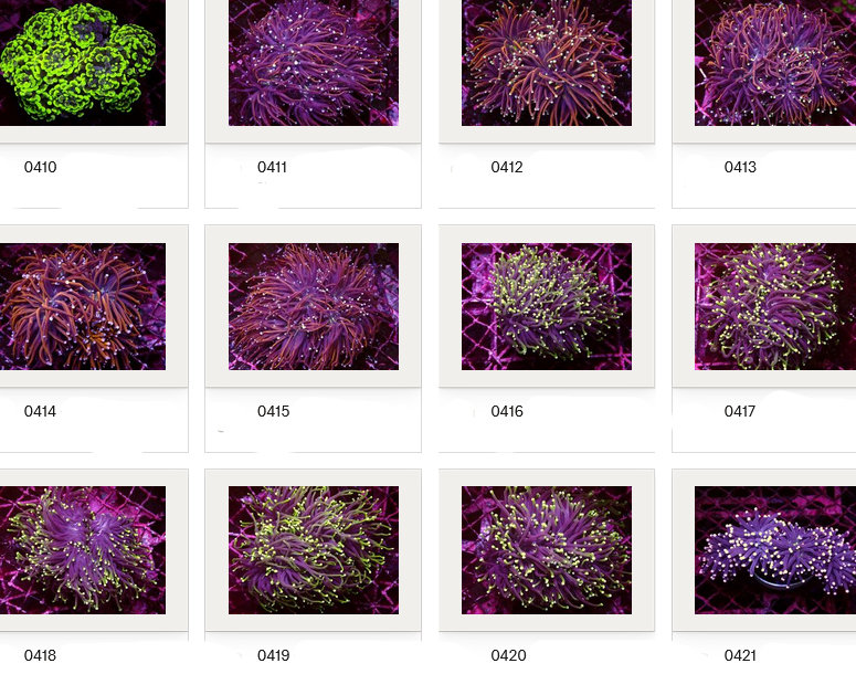 Kupang Corals