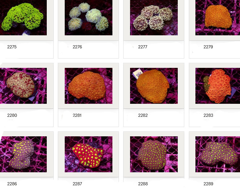 Kupang Corals