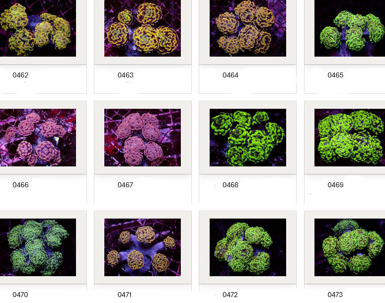 Kupang Corals