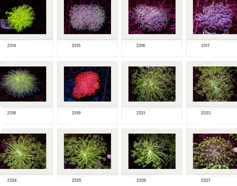 Kupang Corals