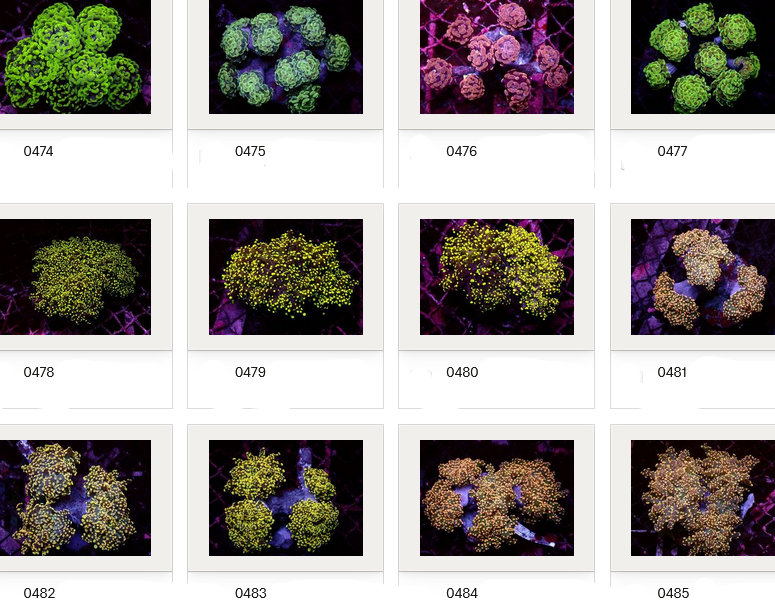 Kupang Corals