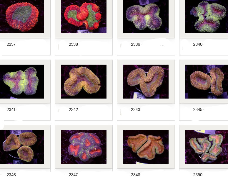 Kupang Corals