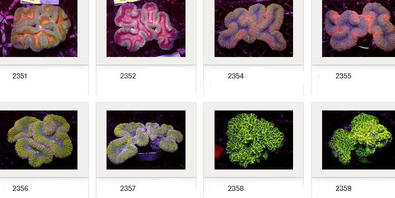 Kupang Corals