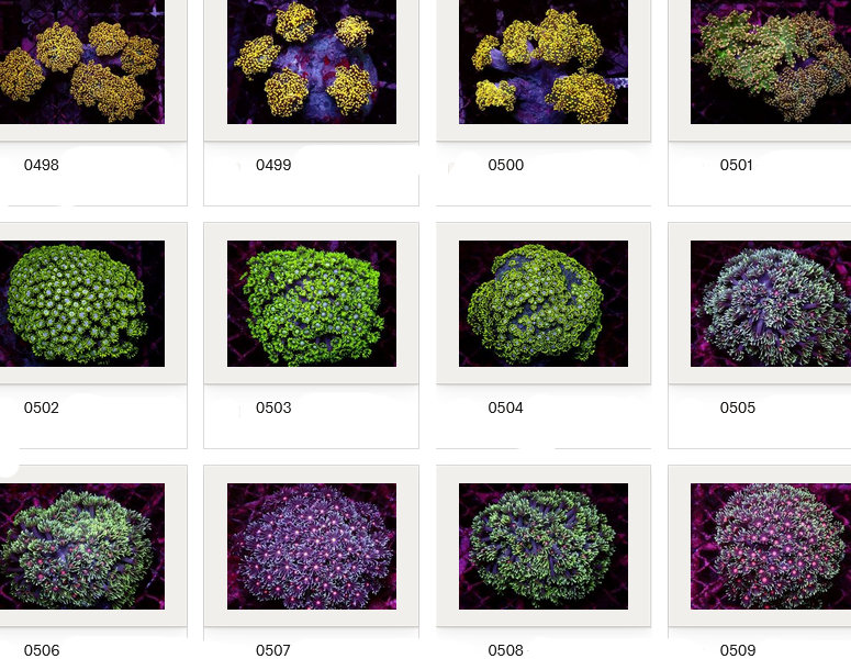 Kupang Corals