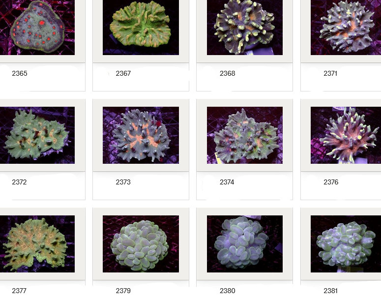 Kupang Corals