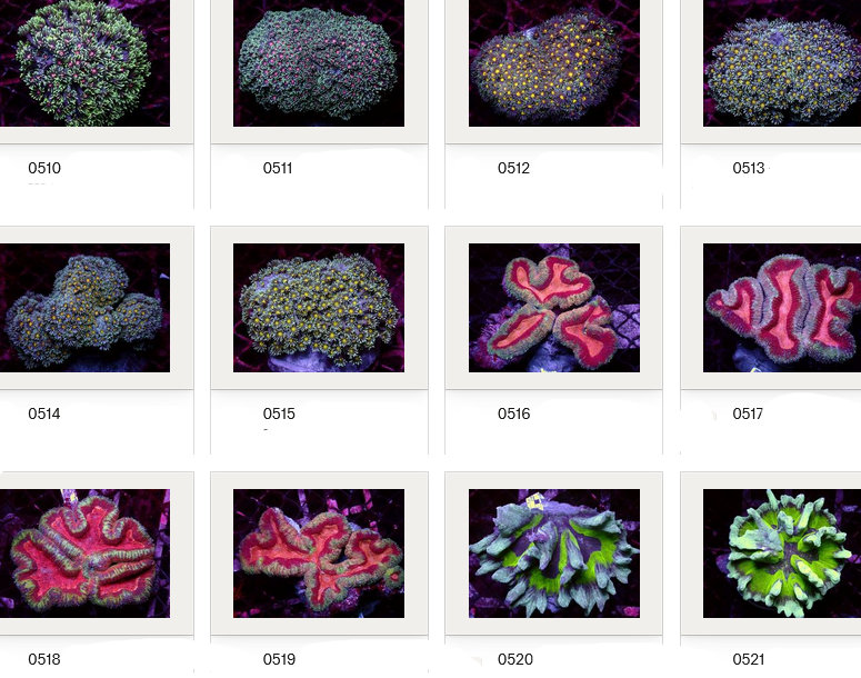 Kupang Corals
