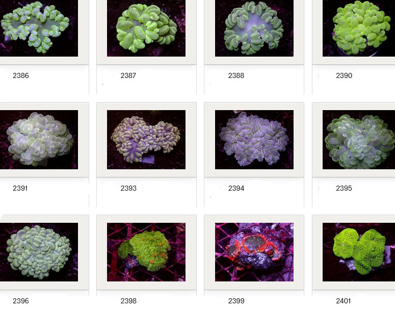 Kupang Corals