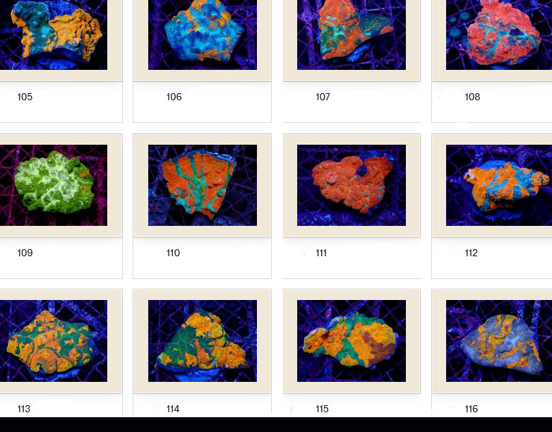 Kupang Corals