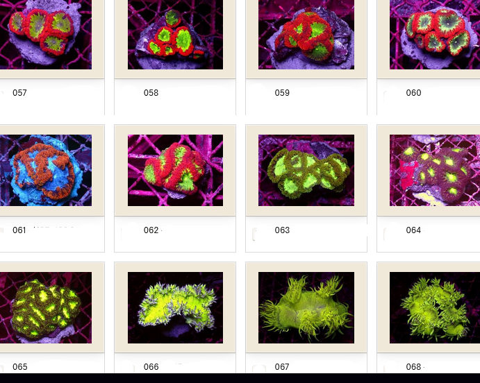 Kupang Corals