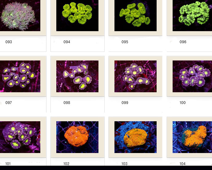 Kupang Corals