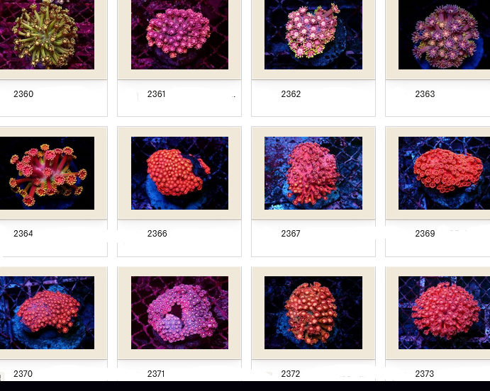 Kupang Corals