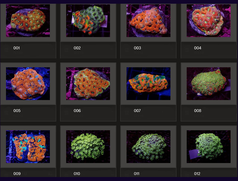 Kupang Corals