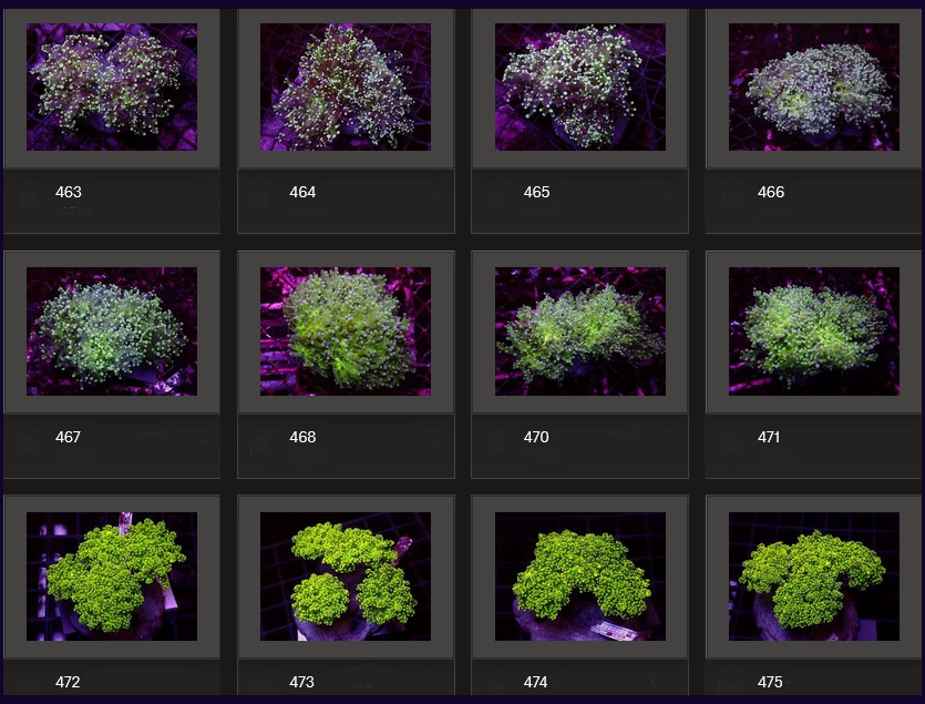 Kupang Corals