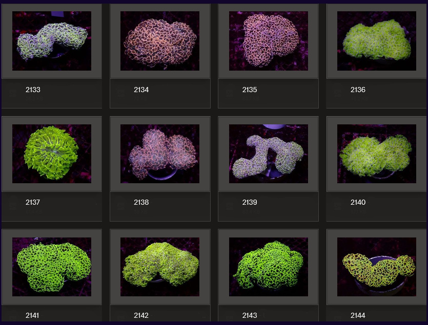 Kupang Corals