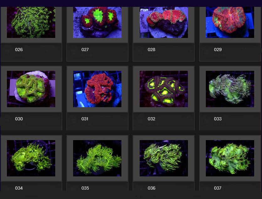 Kupang Corals
