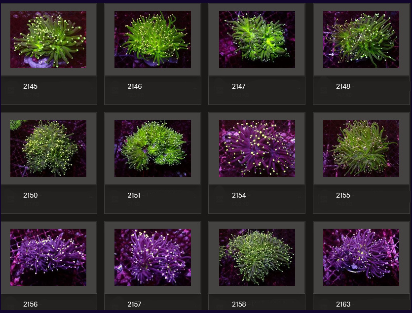 Kupang Corals