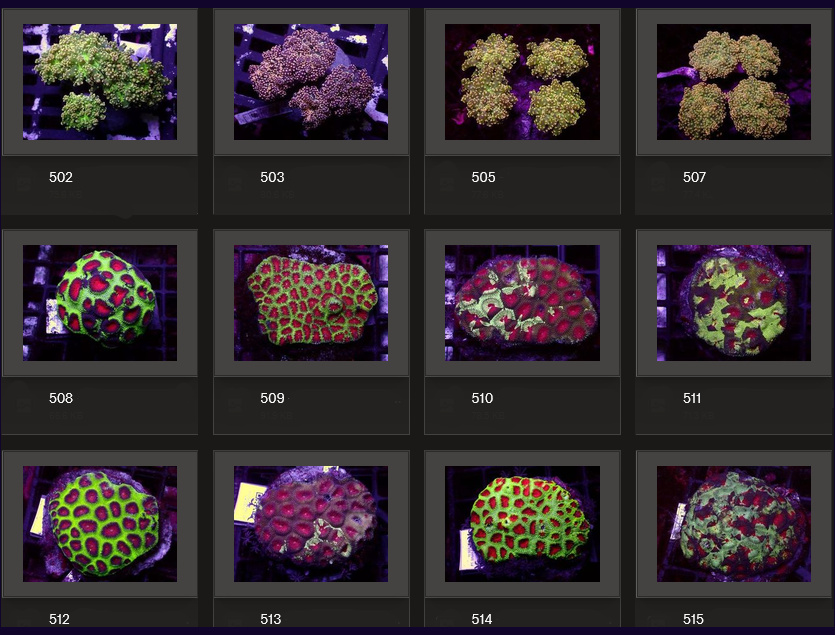 Kupang Corals