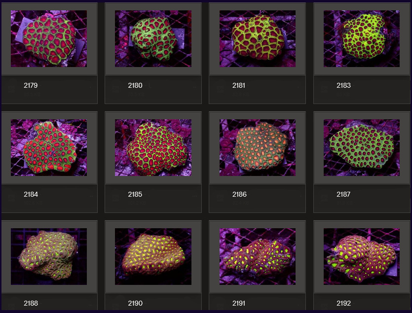 Kupang Corals