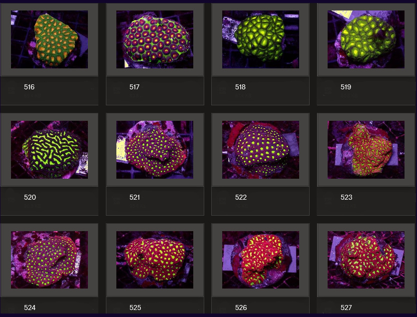 Kupang Corals