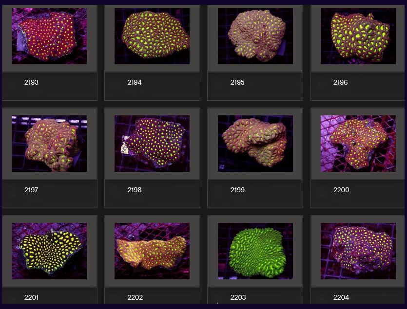 Kupang Corals