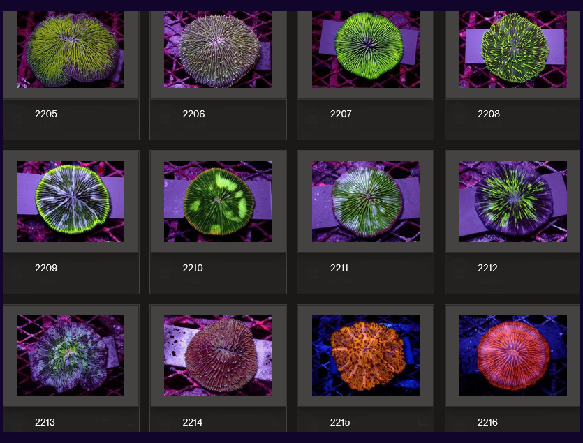 Kupang Corals