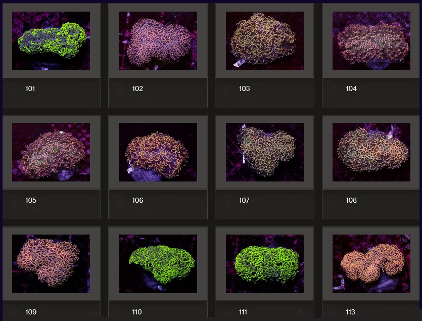 Kupang Corals