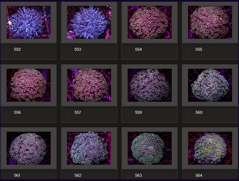 Kupang Corals