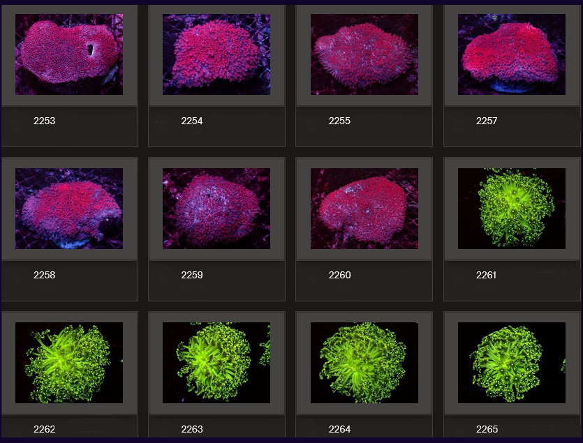 Kupang Corals