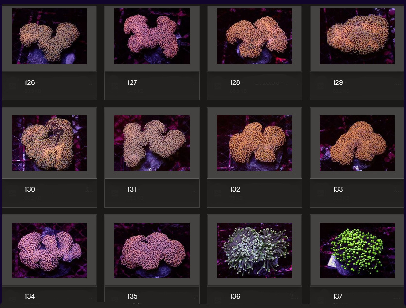 Kupang Corals