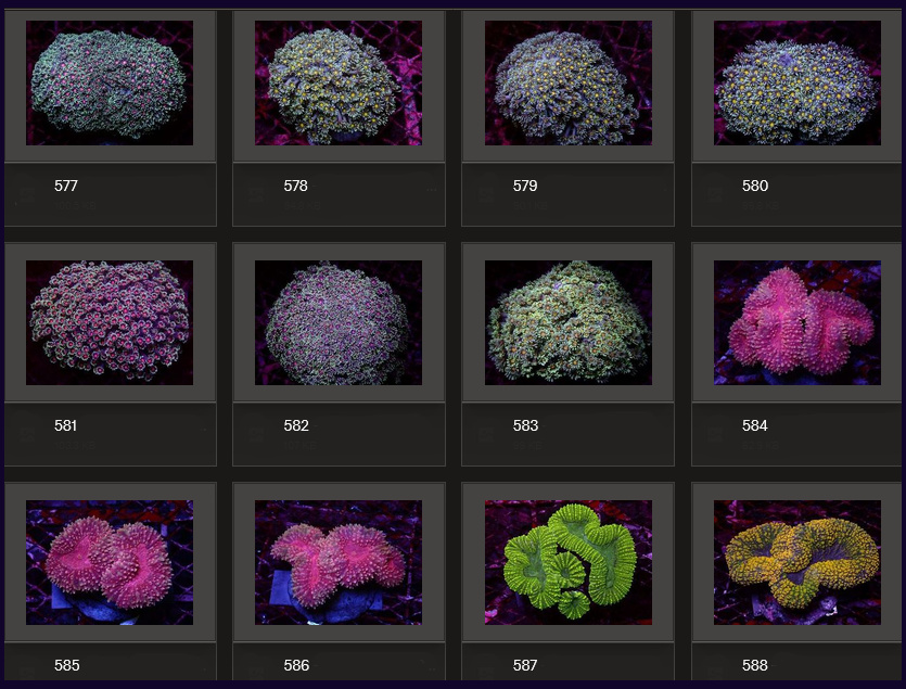 Kupang Corals