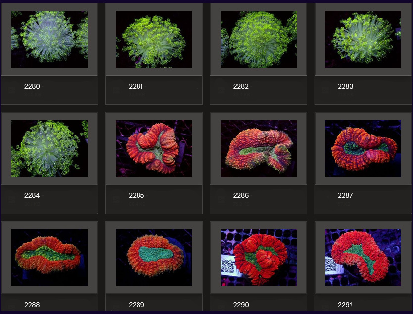 Kupang Corals