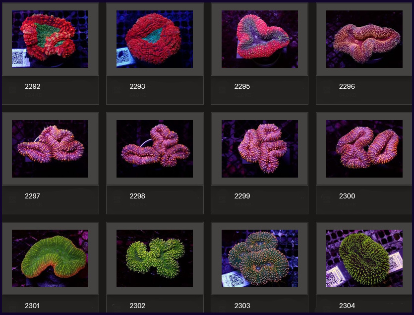 Kupang Corals