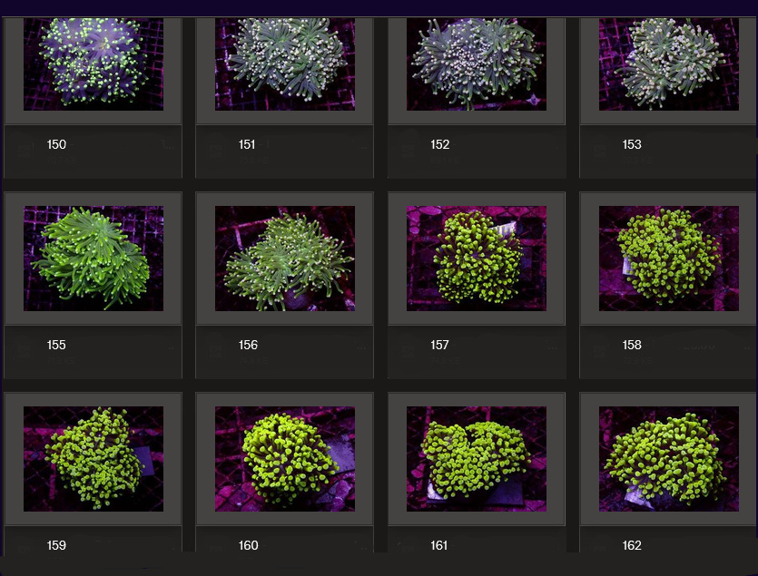 Kupang Corals